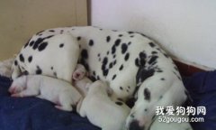 產褥熱的病因癥狀和治療方法