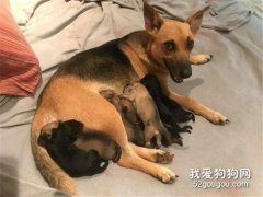 狗狗產后惡露怎么清理