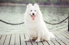 狗狗動脈導管未閉合的癥狀和治療措施