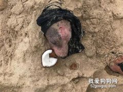 小狗被惡男沙灘活埋，幸得救助人員及時挽救