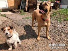 傻狗子跳火車狂逃200公里，只為回到遺棄它的主人身邊...