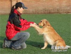 如何快速訓練狗狗握手
