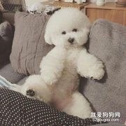 比熊為什么喜歡跟人睡 這些原因太暖心了