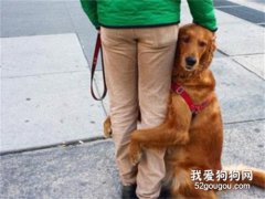 狗狗抱主人的腿是為什么?