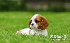 狗狗半夜不睡覺來回走是什么原因?