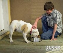 喂食時狗狗要注意的事項