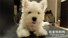 狗狗的叫聲是什么意思