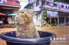 家里漲水，主人把貓咪放盆里救了出來，這貨表情竟然...