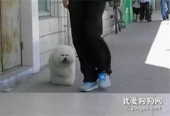 網友拿零食引誘在門口等主人的小比熊，結果你猜怎么著...