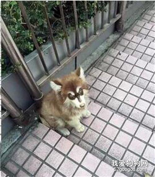 狗狗犬瘟遭人拋棄，網友好心送醫治療
