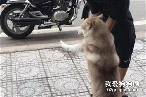 二哈玩好之后不肯回家，主人強行抱它時，它居然擺出這樣的手勢！
