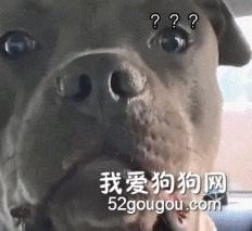 狗子聽到自己要被絕育后，瞬間懷疑狗生：你怎么能這樣對我！