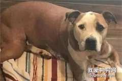 狗狗戶主心切，連中三槍都不曾退縮！