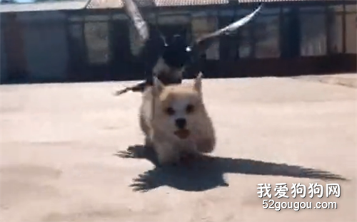 小短腿柯基被鳥追著跑，媽耶簡直可愛到犯規！