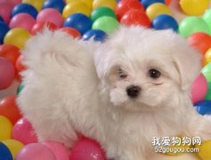 狗狗風濕病的癥狀病因與防治措施