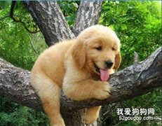 狗狗走丟了怎么辦 要有目的的進行尋找