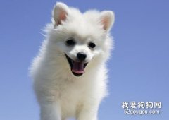 狗狗磨牙的原因你知道嗎?