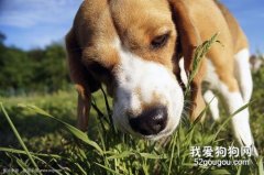 狗狗吃草嘔吐是什么原因?