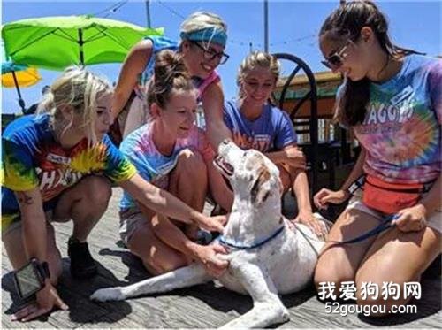 主人將狗狗安樂死前，全家人陪它了卻一樁樁心愿