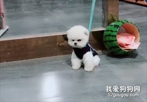 內有惡犬！捂好你的小心臟，以免笑抽！