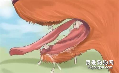 夏季狗狗第一殺手——別害死愛犬