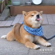 狗狗流血的原因與急救方法