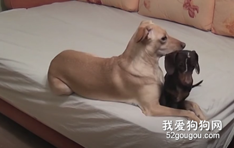 你不在家的時候，狗子都在干嘛?