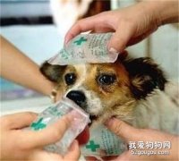 狗狗中暑癥狀及急救方法