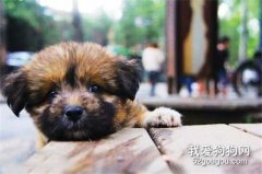 流浪狗也會認主人嗎？