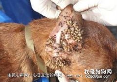 狗狗被蜱蟲咬了怎么辦 千萬不要擅自進行處理