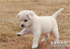 小狗磨屁股怎么回事 可別以為是在賣萌