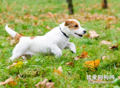 狗狗后腿無力是為什么?