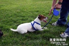 怎么訓練狗狗趴下？