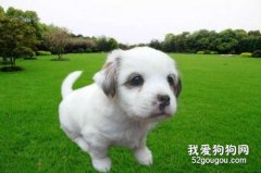 小狗肚臍眼鼓了一個包 可能是臍疝