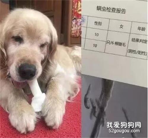 情侶因螨蟲和狗吵架，朋友圈發文疑似分手…
