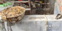 一發情就被強行配種，甚至在家剖腹產，這種生活何時結束？