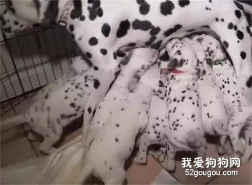斑點狗打破世界記錄，它一口氣連生19只寶寶，動用了8個醫護人員！