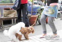 怎么阻止狗狗爬跨行為 可以考慮絕育哦