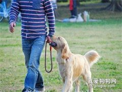 狗狗攻擊性強怎么辦 避免狗狗傷人的處理辦法