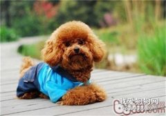 泰迪在懷孕的時候都注意些什么?