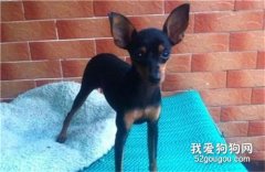 小鹿犬幼犬怎么補鈣?