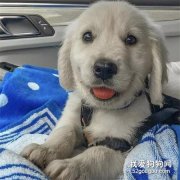 狗狗怕生要怎么辦 讓狗狗適應新環境的小技巧