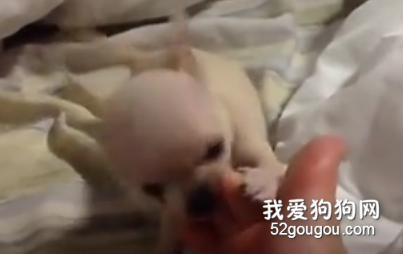 咬主人腳指頭的小狗狗，好萌