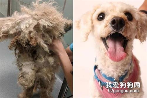 被忽視兩年變成小“怪物”只是剪了個毛...灰姑娘變小公主！