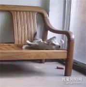 擔心狗狗焦慮特意安監控，一直沒忍心看，直到...