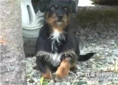 擔心主人安危，懷孕狗狗每天守護，主人毫不知情…