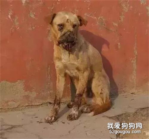 孩子們為了取樂，竟然在狗狗嘴里塞滿點燃的鞭炮...