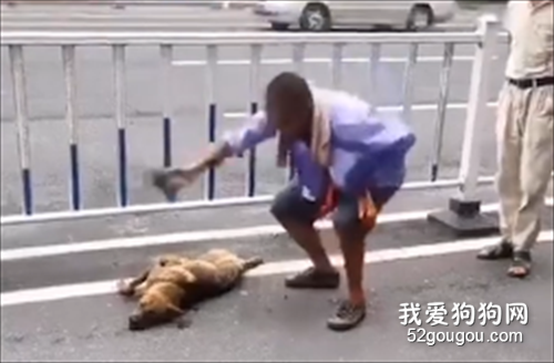 流浪狗被車撞傷后，環衛工人手持鐵鏟猛砸20分鐘，致其死亡！?
