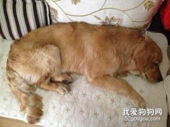 狗狗生產胎位不正怎么辦 這個急救措施要了解
