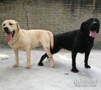狗狗怎么挑配偶 狗狗選配的四個原則